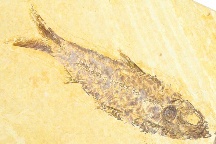 Detailed Fossil Fish (Knightia) - Wyoming #360703